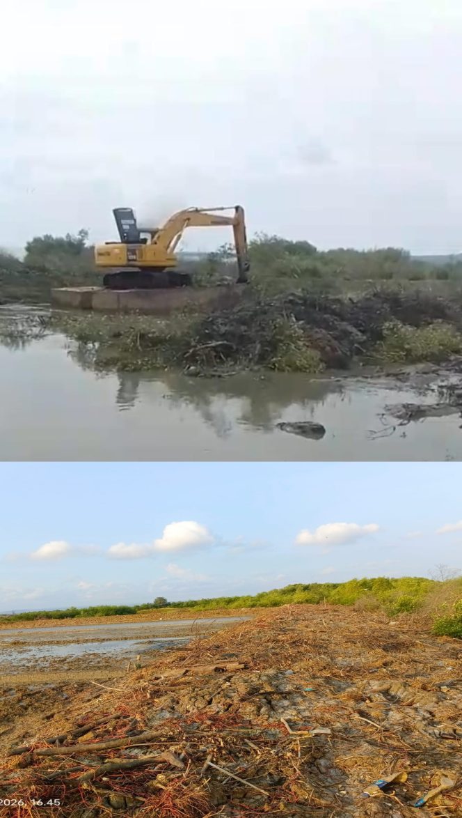 
 Diduga Tanpa Koordinasi Pemdes, Lahan Mangrove di Pinggirpapas Dibabat untuk Tambak Garam