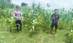 Bhabinkamtibmas Polsek Guluk-Guluk Monitoring Lahan Jagung Warga, Wujud Nyata Polri Dukung Swasembada Pangan Nasional