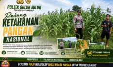 Polsek Guluk-Guluk Perkuat Ketahanan Pangan, Dampingi Petani Jagung Menuju Swasembada