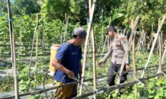 Bhabinkamtibmas Polsek Prenduan Monitoring Budidaya Melon, Wujud Nyata Dukungan Polri terhadap Ketahanan Pangan Nasional